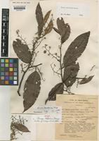 Shorea leptoderma Meijer [family DIPTEROCARPACEAE]