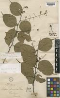Type of Hopea jucunda Thwaites subsp. jucunda Thwaites [family DIPTEROCARPACEAE]