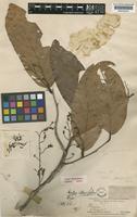 Type of Hopea oblongifolia Dyer [family DIPTEROCARPACEAE]