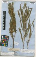 Lectotype of Dodonaea ptarmicifolia unrecorded var. subintegra Benth. [family SAPINDACEAE]