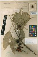 Lectotype of Rhysotoechia acuminata Radlk. [family SAPINDACEAE]