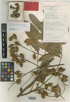 Isotype of Cupaniopsis acuticarpa Adema [family SAPINDACEAE]