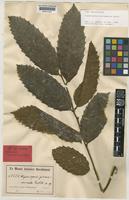 Isotype of Cupaniopsis grosseserrata Radlk. [family SAPINDACEAE]