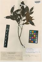 Isotype of Guioa truncata Radlk. [family SAPINDACEAE]