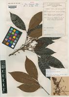 Isotype of Guioa misimaensis Welzen [family SAPINDACEAE]