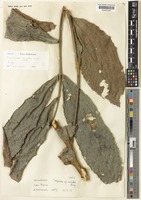 Isotype of Lepisanthes bengalan Leenh. [family SAPINDACEAE]