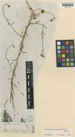 Haplophyllum tuberculatum (Forssk.) A. Juss. [family RUTACEAE]