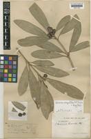 Skimmia anquetilia N.P.Taylor & Airy Shaw [family RUTACEAE]