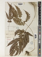 Arachniodes amabilis (Blume) Tind. [family DRYOPTERIDACEAE]