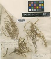Acanthophyllum crassifolium Boiss. [family CARYOPHYLLACEAE]