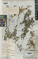 Type of Monsonia senegalensis Guill. & Perr. [family GERANIACEAE]