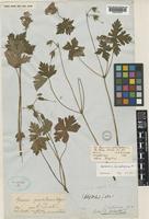 Geranium himalayense Klotzsch [family GERANIACEAE]