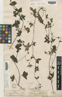 Geranium arnottianum Steud. [family GERANIACEAE]