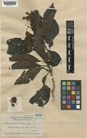 Ludekia bernardoi (Merr.) Ridsdale [family RUBIACEAE]