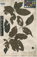 Type of Sarcocephalus hirsutus Havil. [family RUBIACEAE]