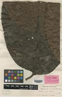 Holotype of Neonauclea borneensis Ridsdale [family RUBIACEAE]