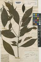 Pertusadina eurhyncha (Miq.) Ridsdale [family RUBIACEAE]
