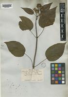 Sinoadina racemosa (Siebold & Zucc.) Ridsdale [family RUBIACEAE]