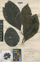 Metadina trichotoma (Zoll. & Moritzi) Bakh.f. [family RUBIACEAE]