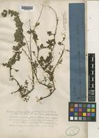 Acaena anserinifolia Druce [family ROSACEAE]