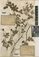 Rosa arvensis Roth [family ROSACEAE]