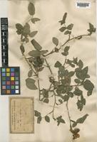 Rosa tomentosa Sm. [family ROSACEAE]