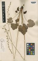 Type of Heuchera wootonii Rydb. [family SAXIFRAGACEAE]