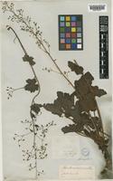 Heuchera micrantha Douglas ex Lindl. var. diversifolia (Rydb.) Rosend., Butters & Lakela [family SAXIFRAGACEAE]