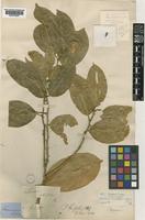 Paramignya citrifolia (Roxb.) Hk.f. [family RUTACEAE]