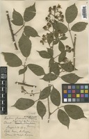 Rubus insectifolius Lefèvre & P.J.Müll. [family ROSACEAE]