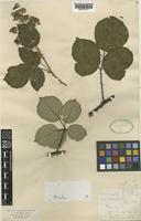 Rubus cornubiensis (W.M.Rogers & Ridd.) Rilstone [family ROSACEAE]
