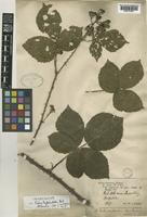Isotype of Rubus tuberculatus Bab. [family ROSACEAE]