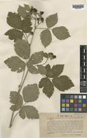 Rubus ciliatus Lindeb. ex F.Aresch. [family ROSACEAE]