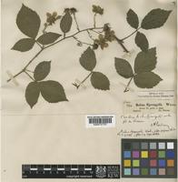 Rubus sprengelii Weihe [family ROSACEAE]
