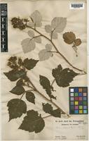 Rubus phoenicolasius Maxim. [family ROSACEAE]