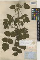 Holotype of Rubus lasiocarpus Sm. var. subglaber Thw. [family ROSACEAE]
