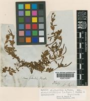 Epilobium alsinoides A.Cunn. subsp. atriplicifolium (A.Cunn.) P.H.Raven & Engelhorn [family ONAGRACEAE]