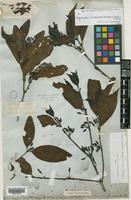 Type of Randia canthioides Champ. ex Benth. [family RUBIACEAE]