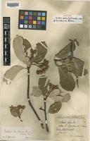 Isotype of Sorbus aria (L.) Crantz subsp. luristanica Bornm [family ROSACEAE]
