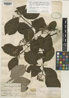 Sorbus henryi Rehder [family ROSACEAE]