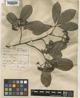 Photinia benthamiana Hance [family ROSACEAE]
