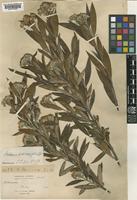 Photinia podocarpifolia T.T.Yu [family ROSACEAE]