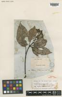 Holotype of Photinia notoniana Wight & Arn. [family ROSACEAE]