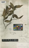 Photinia arguta Wall. ex Lindl. var. arguta [family ROSACEAE]