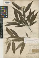 Isotype of Photinia arguta Wall. ex Lindl. var. salicifolia (Decaisne) J. E. Vidal [family ROSACEAE]