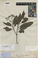 Holotype of Photinia integrifolia Lindl. var. sublanceolata Miq. [family ROSACEAE]