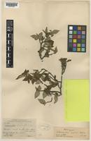Holotype of Cotoneaster mairei Klotz [family ROSACEAE]