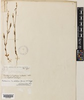 Paratype of Erythraea nuttallii S.Watson [family GENTIANACEAE]