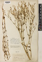 Centaurium clementii (Domin) L.G.Adams [family GENTIANACEAE]