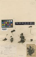 Type of Argostemma pulchellum Geddes [family RUBIACEAE]